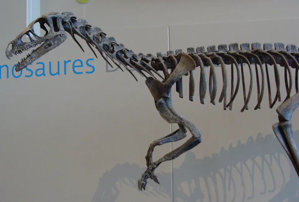 Skeleton of Eoraptor, one of the earliest dinosaurs (cast, Royal Belgian Institute of Natural Sciences)