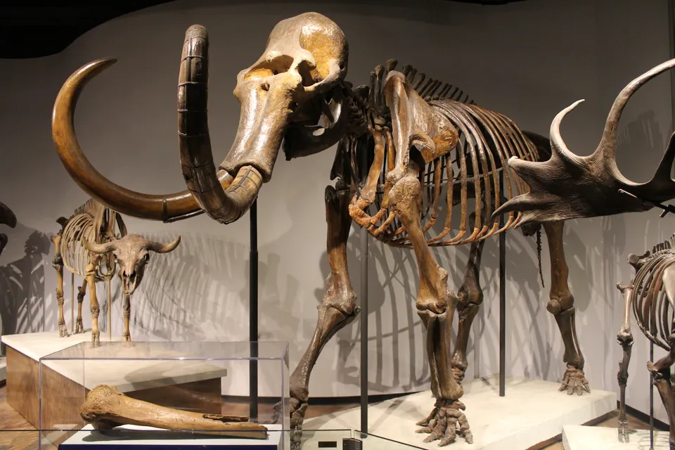 Skeleton of a woolly mammoth, hunted by people on the cold ice-age steppes (Field Museum, Chicago)