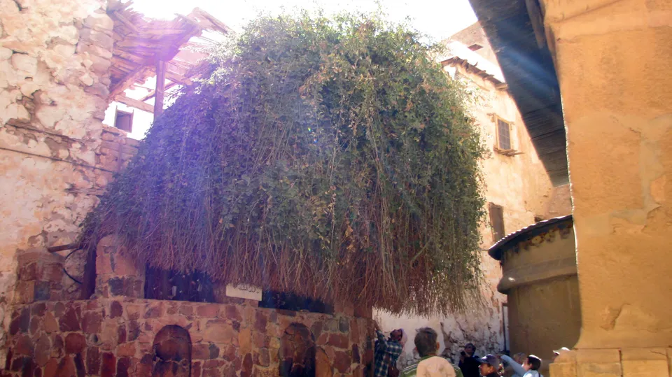 The “Burning Bush” at St Catherine’s Monastery in Sinai, said to descend from the bush of the Bible